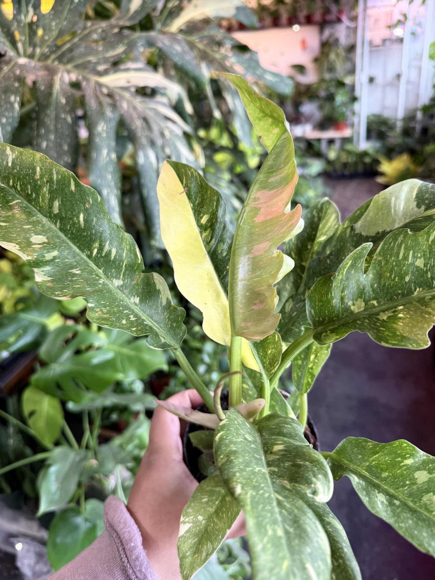 Ring of Fire Variegated