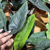 Alocasia 'Scalptum