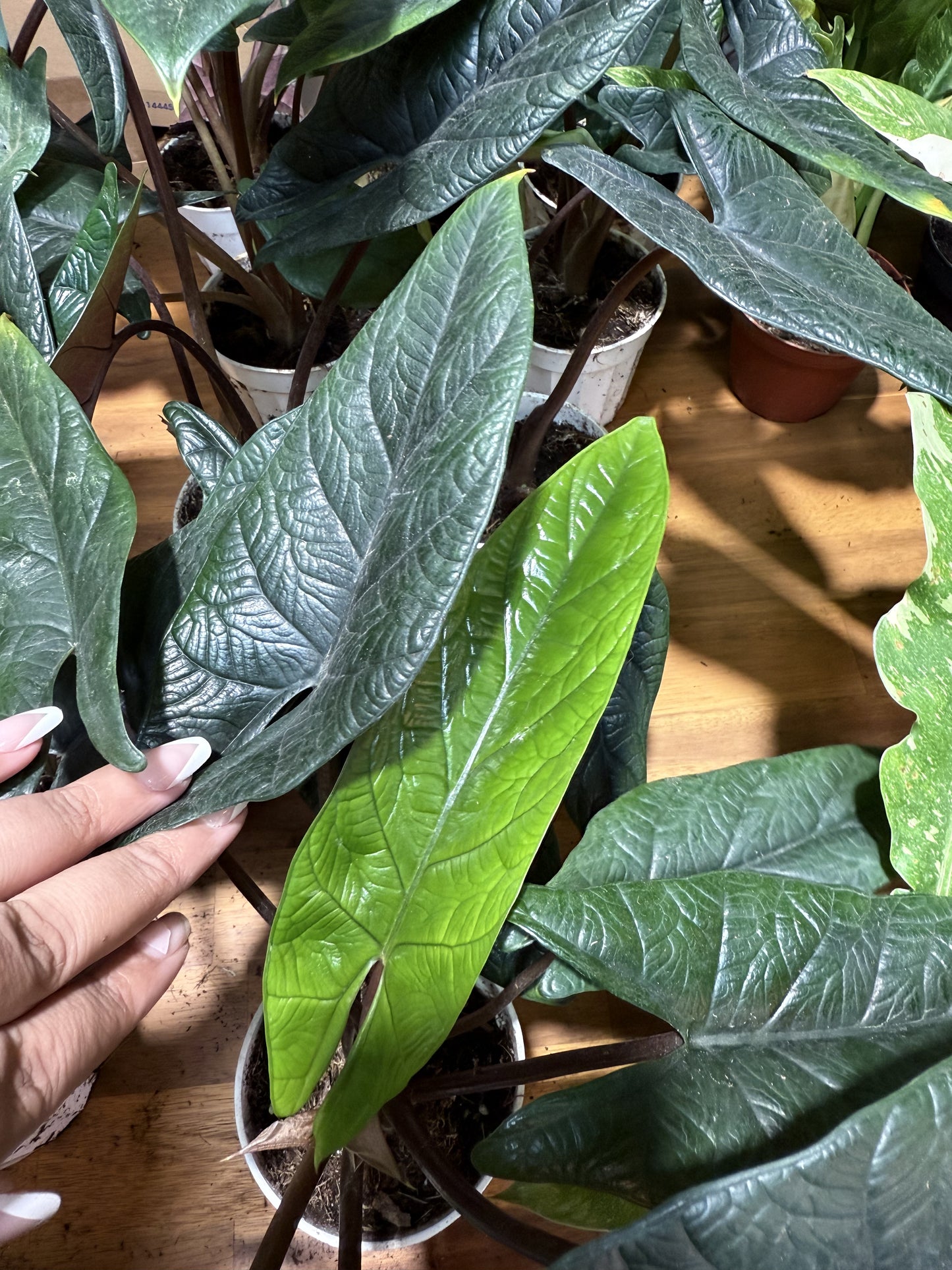 Alocasia 'Scalptum