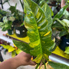 Ring of Fire Variegated