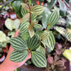 Peperomia 'Parallel'