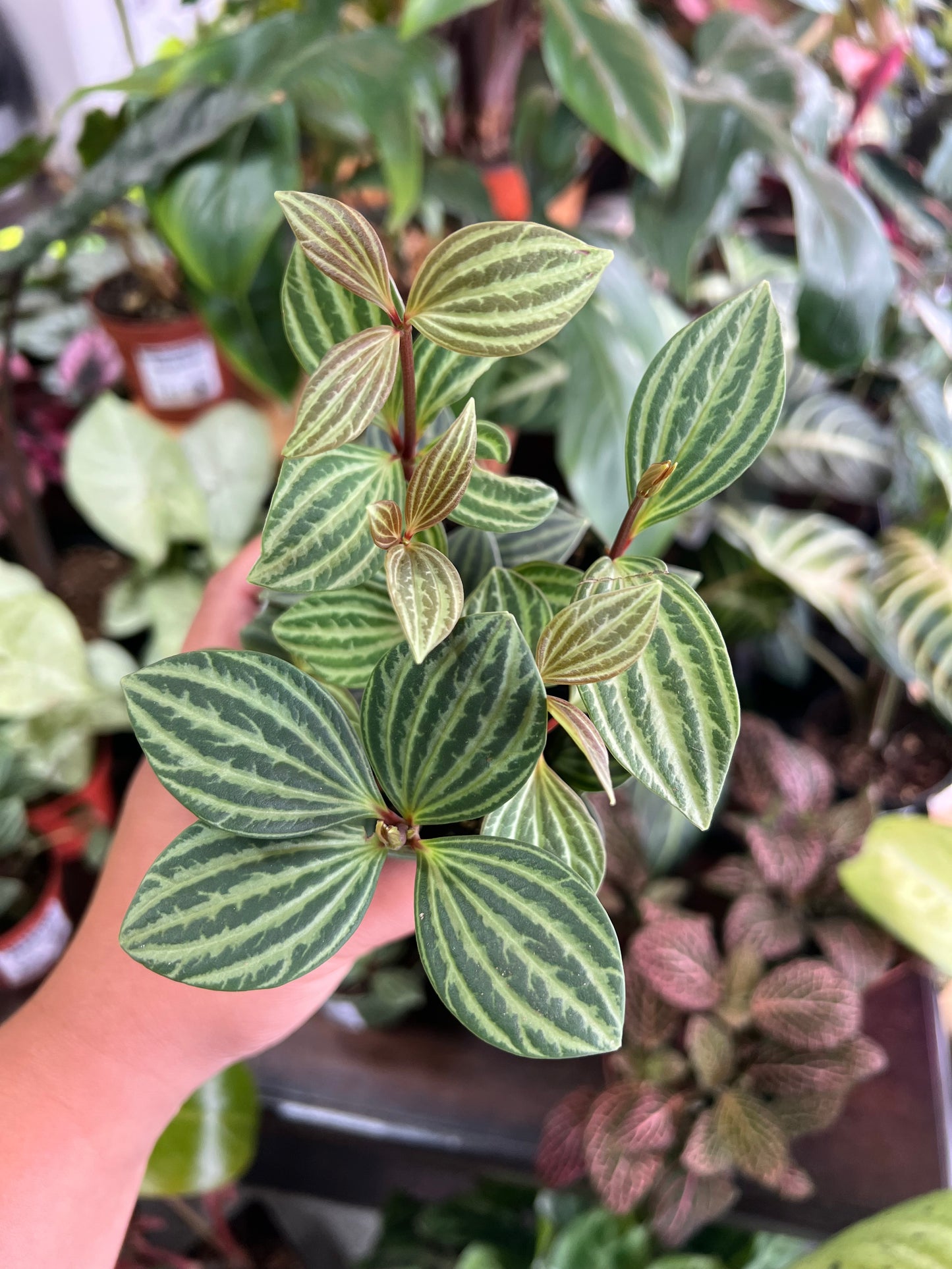 Peperomia 'Parallel'