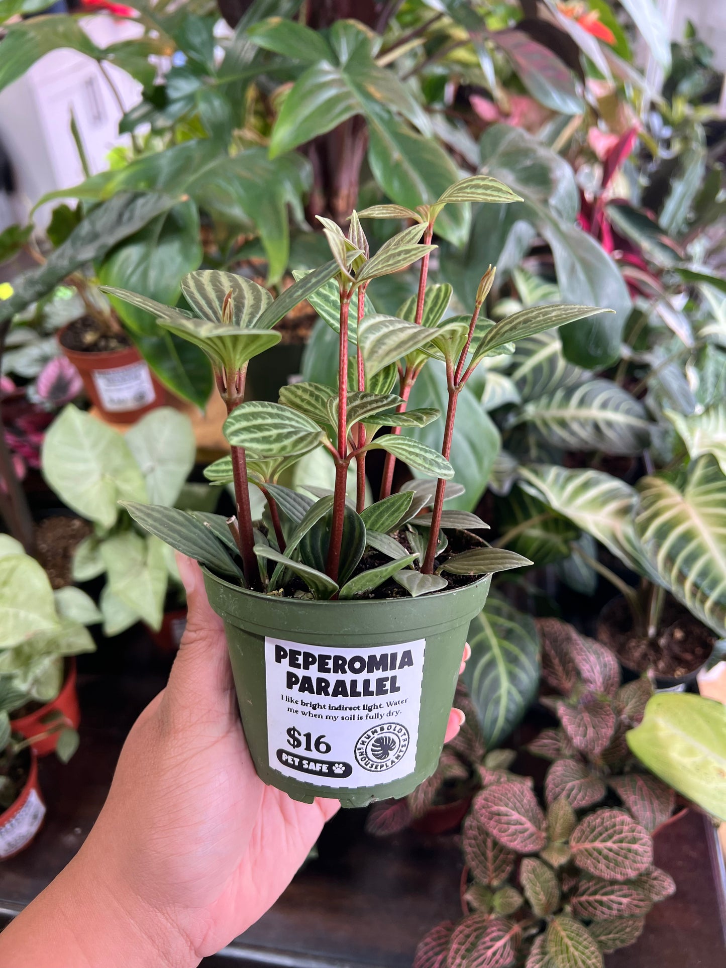 Peperomia 'Parallel'