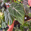 Philodendron Gloriosum ‘Zebra’