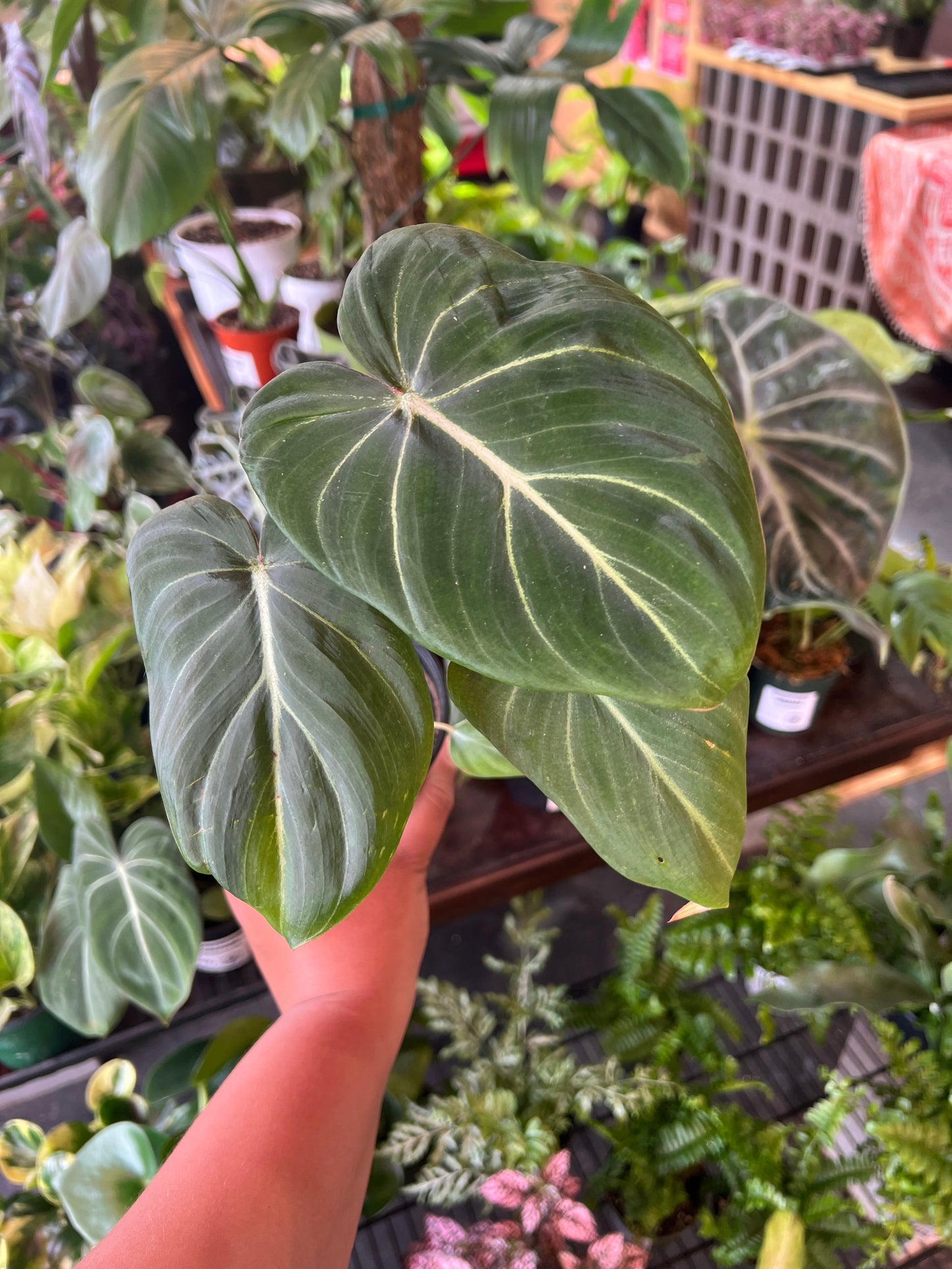 Philodendron Gloriosum ‘Zebra’