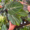 Philodendron Gloriosum ‘Zebra’