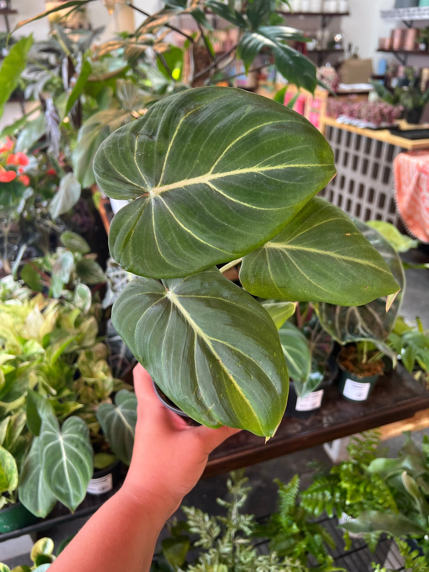 Philodendron Gloriosum ‘Zebra’