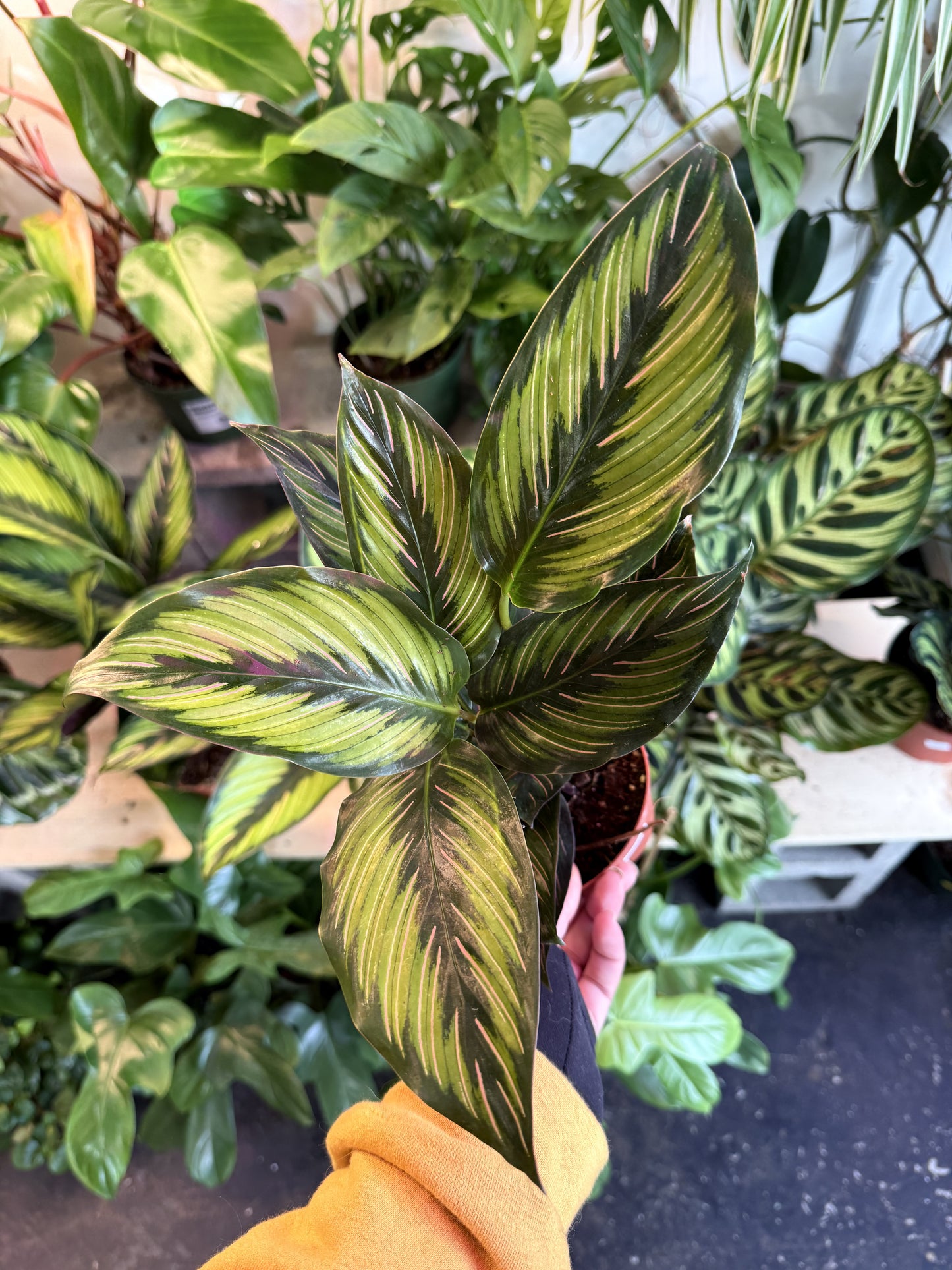 Calathea 'Beauty Star'