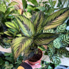 Calathea 'Beauty Star'