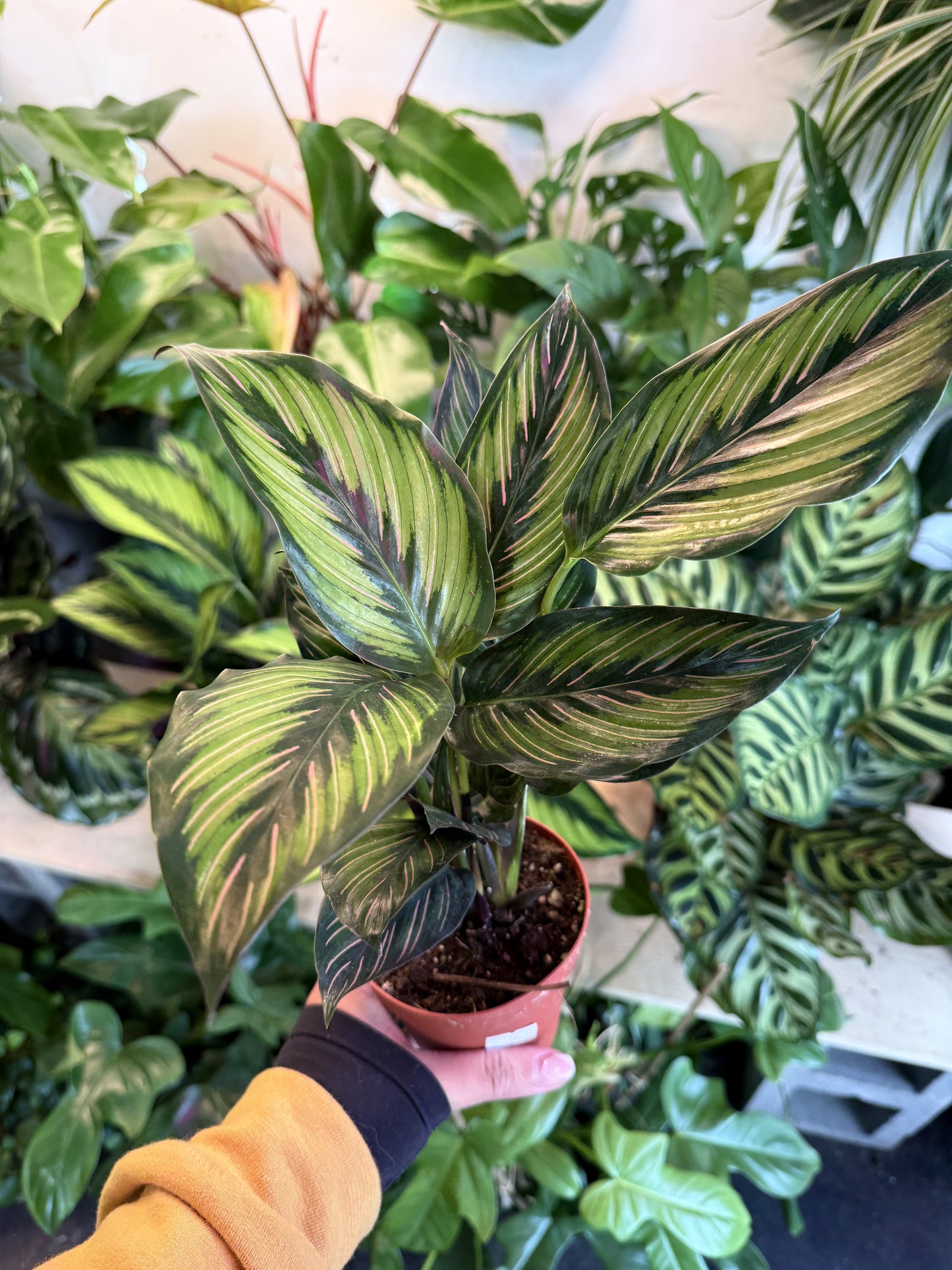 Calathea 'Beauty Star'