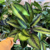 Calathea 'Beauty Star'