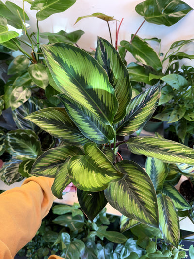 Calathea 'Beauty Star'