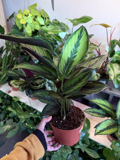 Calathea 'Beauty Star'