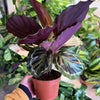 Calathea 'Medallion Rosea Picta'