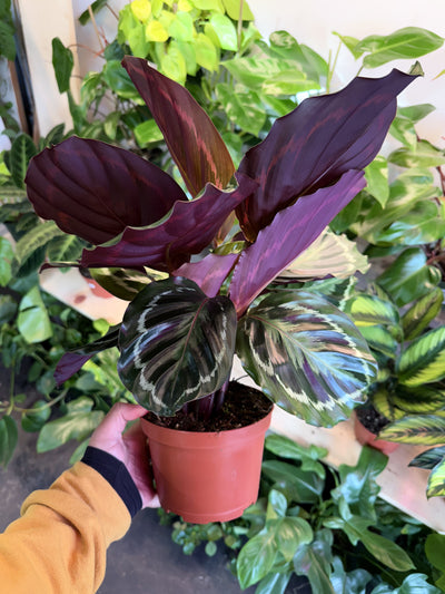 Calathea 'Medallion Rosea Picta'