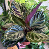 Calathea 'Medallion Rosea Picta'