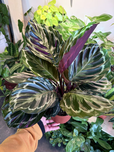 Calathea 'Medallion Rosea Picta'