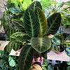 Calathea 'Warscewiczii'