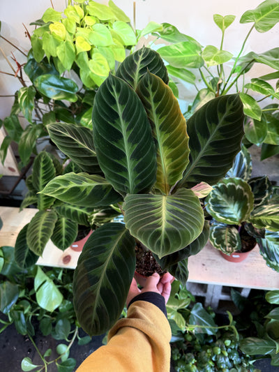 Calathea 'Warscewiczii'