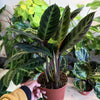 Calathea 'Warscewiczii'