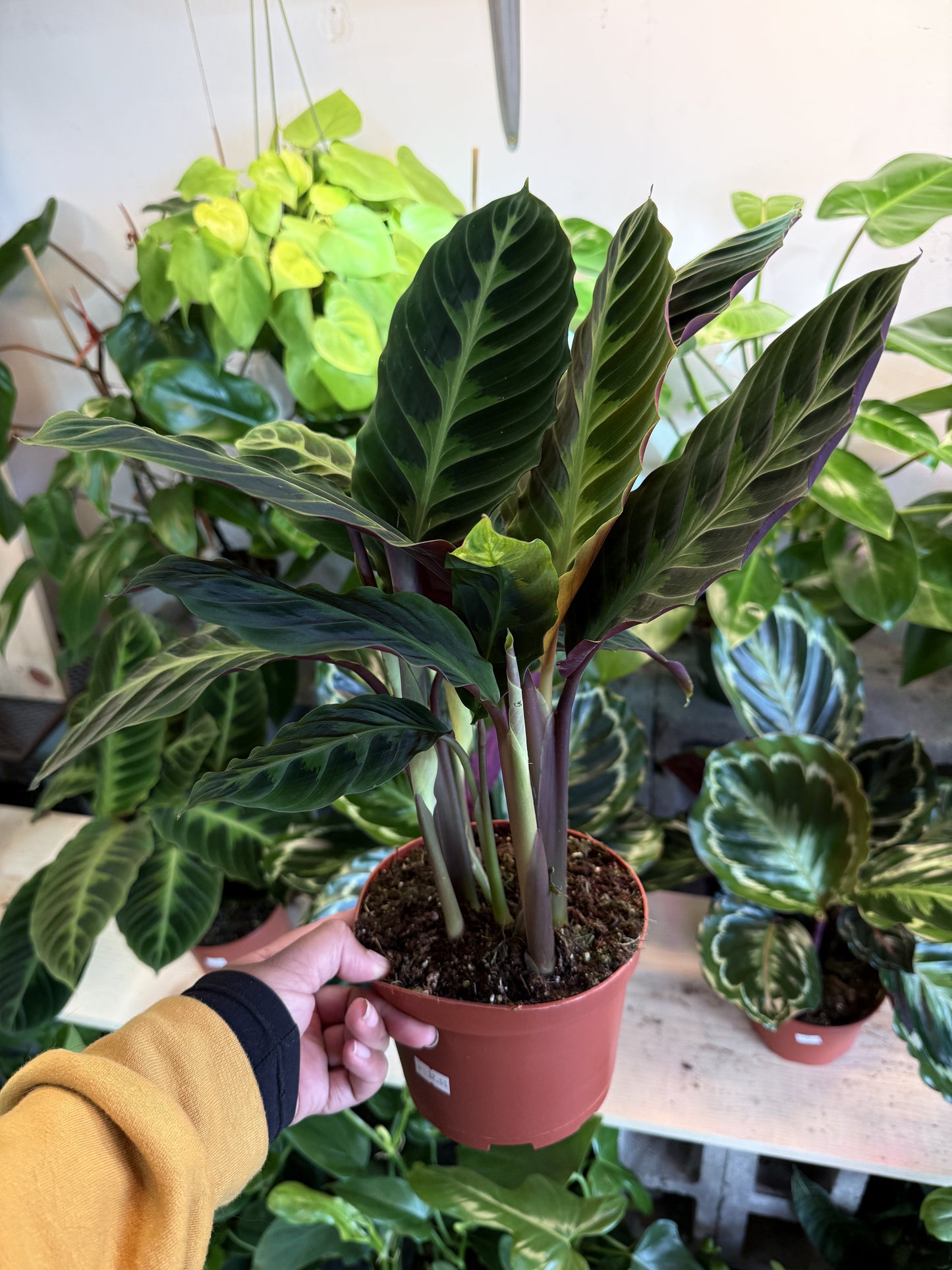 Calathea 'Warscewiczii'