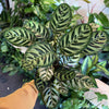 Calathea 'Makoyana'