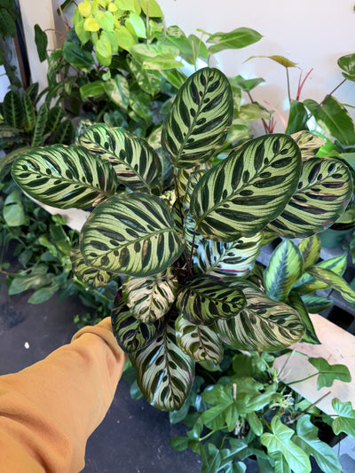 Calathea 'Makoyana'