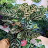 Calathea 'Makoyana'