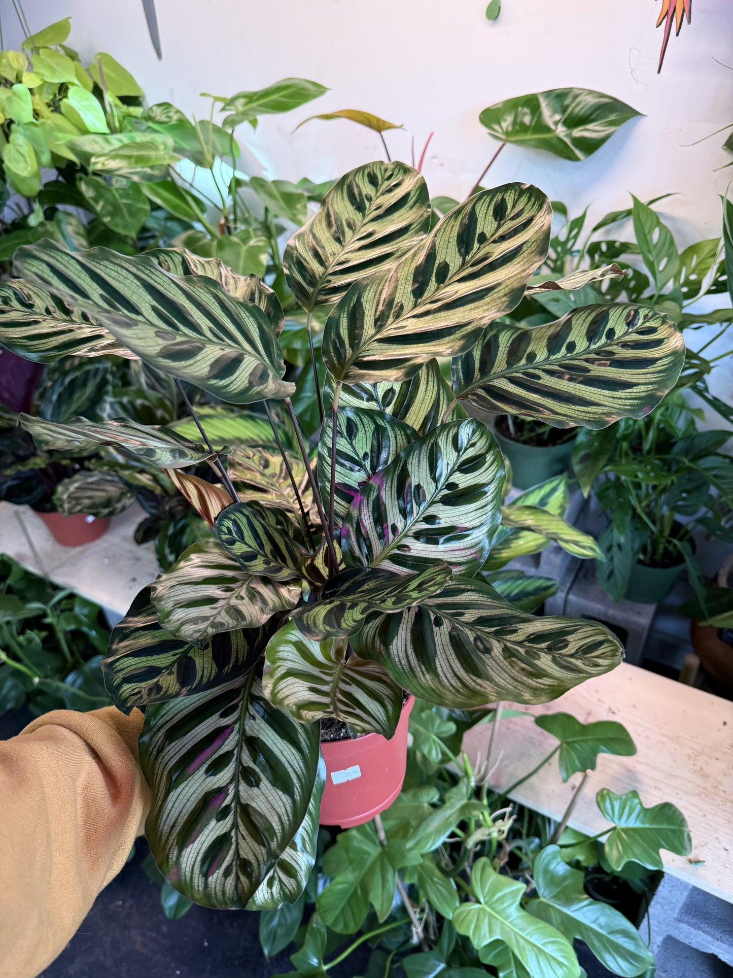 Calathea 'Makoyana'