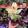 Ficus 'Shivereana' (Moonshine)