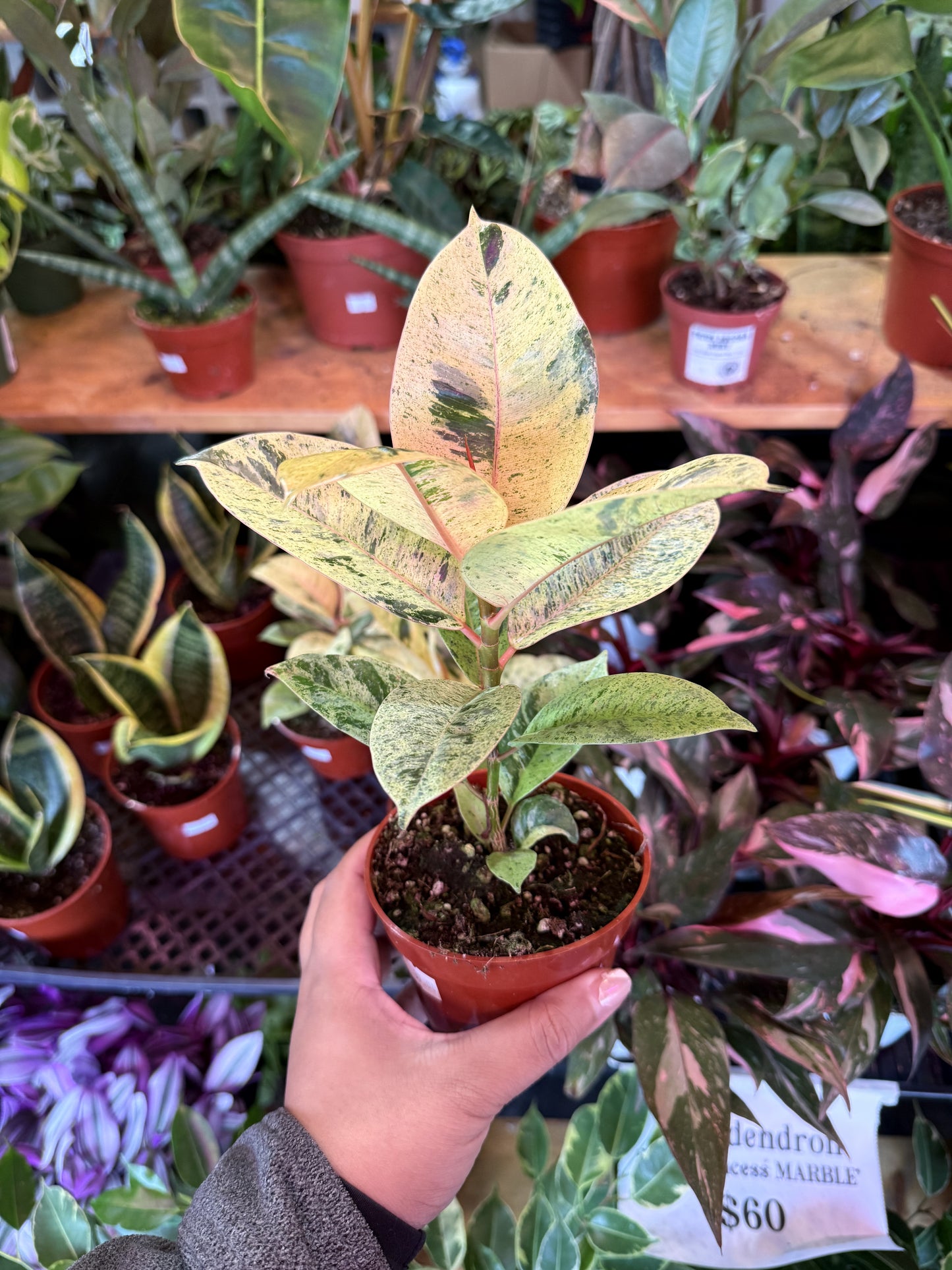 Ficus 'Shivereana' (Moonshine)