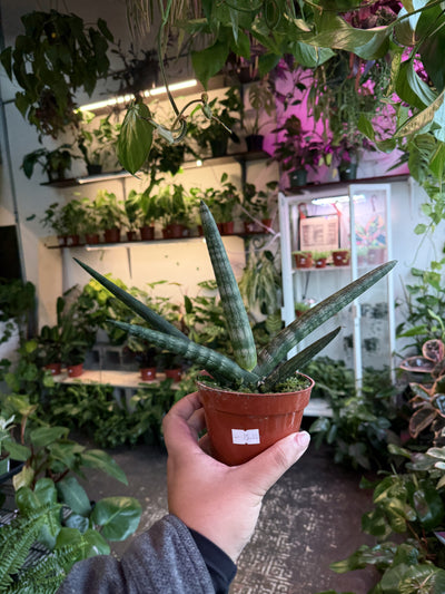 Sansevieria 'Cylindrica' (Starfish)