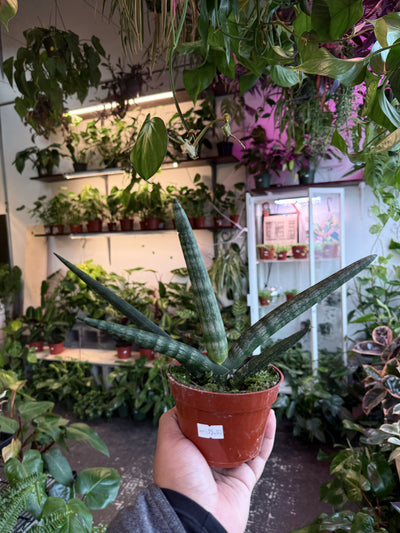 Sansevieria 'Cylindrica' (Starfish)