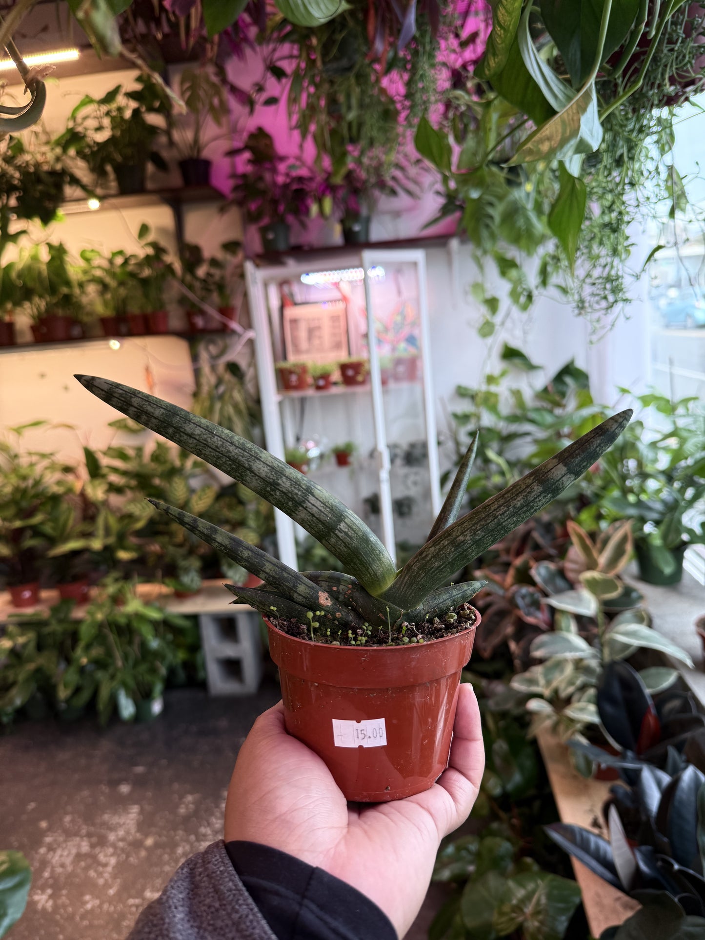 Sansevieria 'Cylindrica' (Starfish)