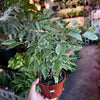 Ficus Benjamina ‘Spearmint’