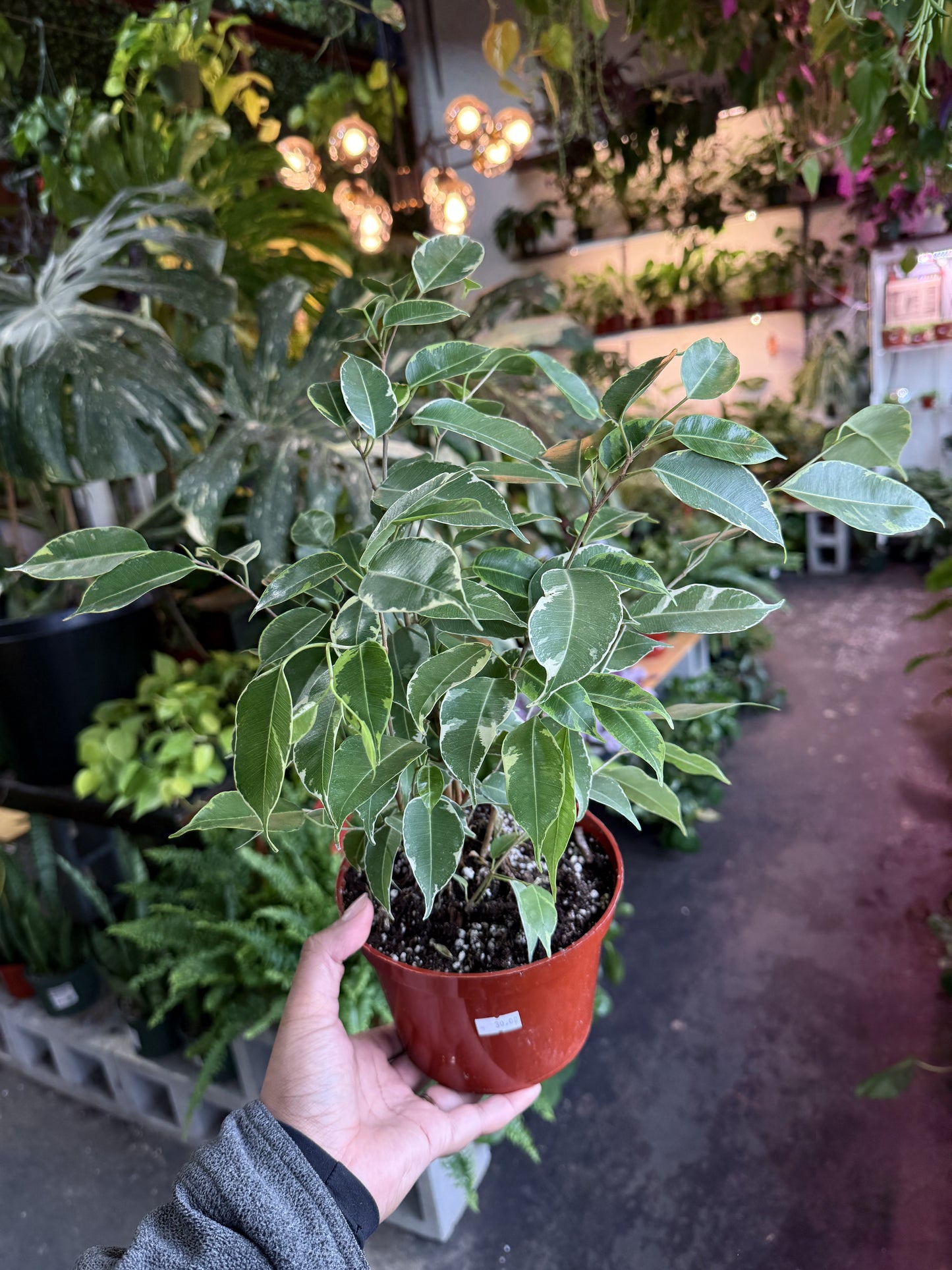 Ficus Benjamina ‘Spearmint’