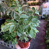 Ficus Benjamina ‘Spearmint’