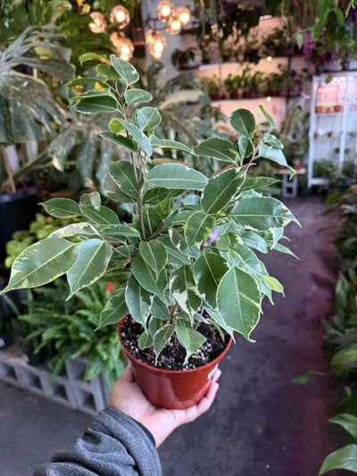 Ficus Benjamina ‘Spearmint’