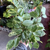 Ficus Benjamina ‘Spearmint’