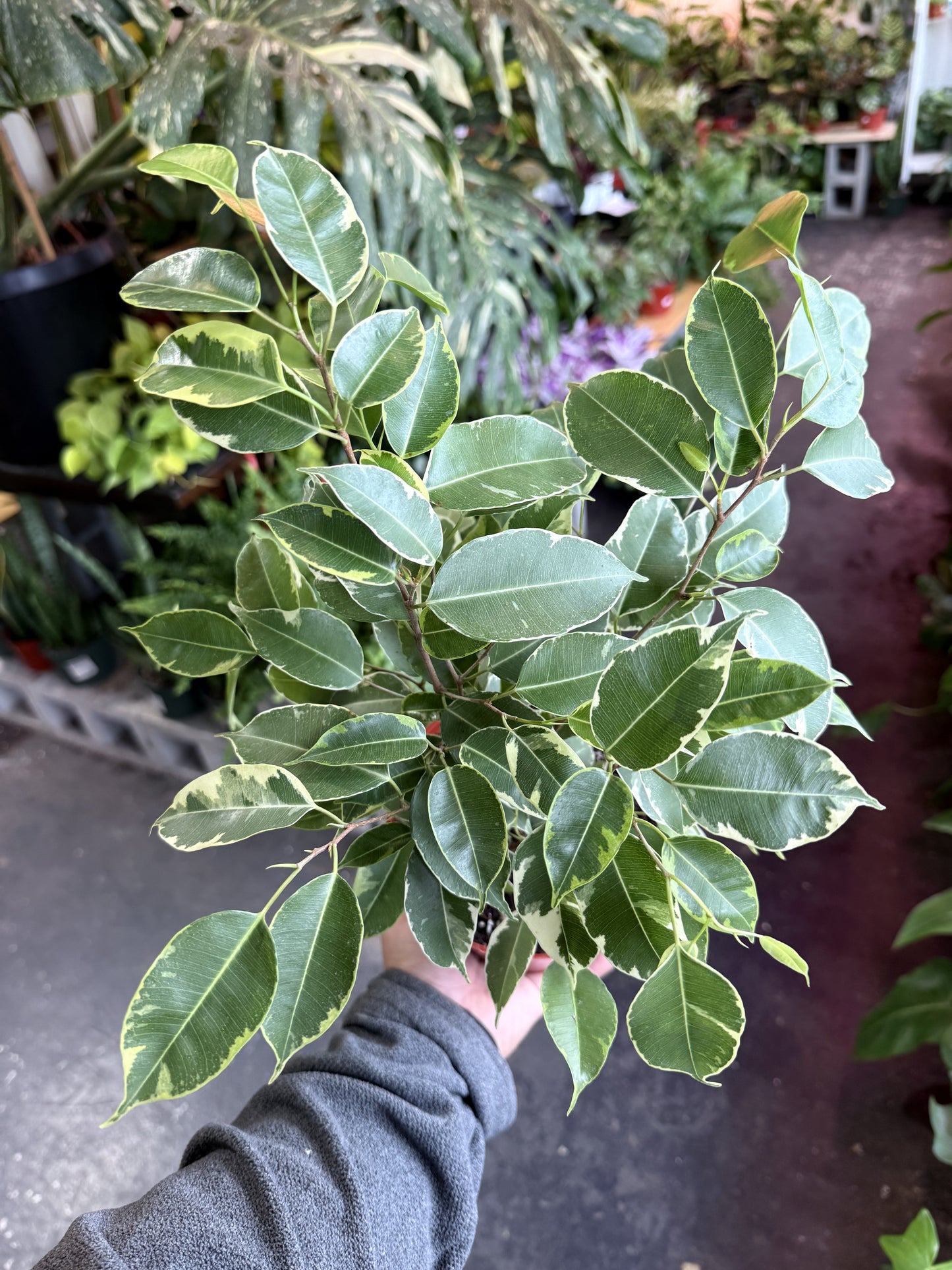 Ficus Benjamina ‘Spearmint’