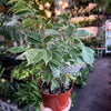 Ficus Benjamina ‘Spearmint’