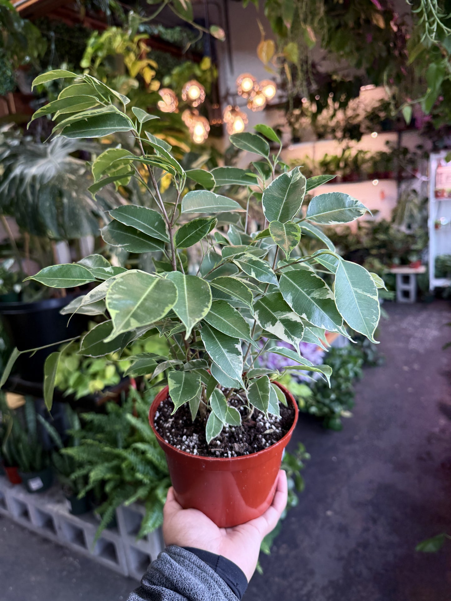 Ficus Benjamina ‘Spearmint’