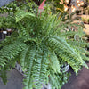 Fern 'Chester'