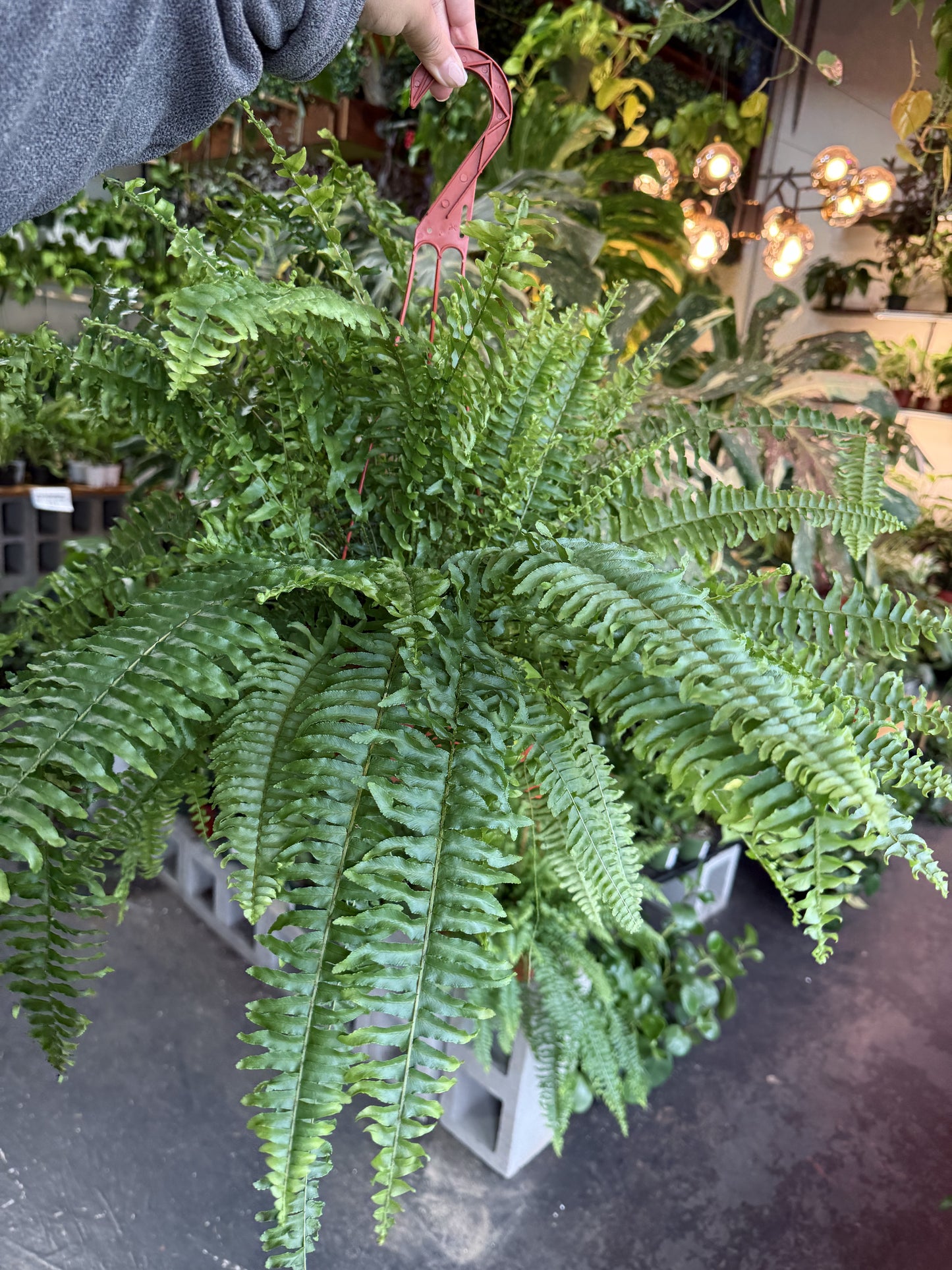 Fern 'Chester'