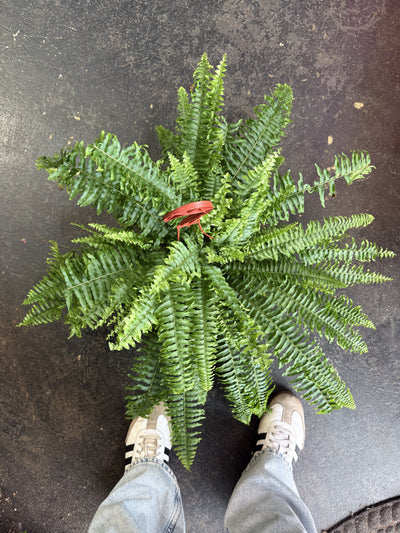 Fern 'Chester'