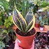 Sansevieria 'Futura'