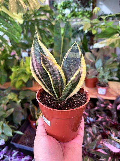 Sansevieria 'Futura'