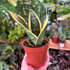 Sansevieria 'Futura'