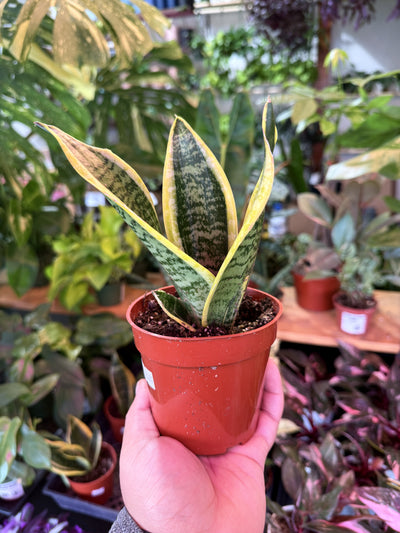 Sansevieria 'Futura'