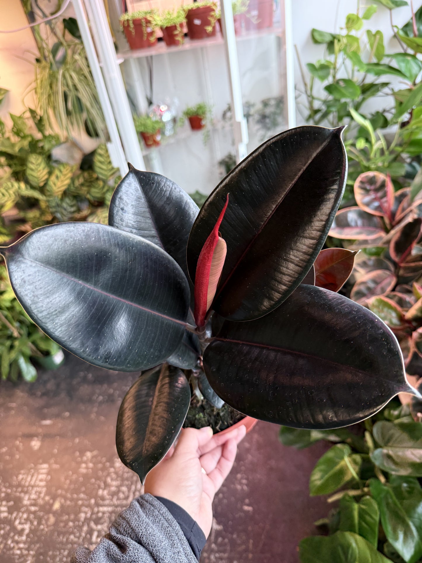 Ficus 'Elastica Burgundy'